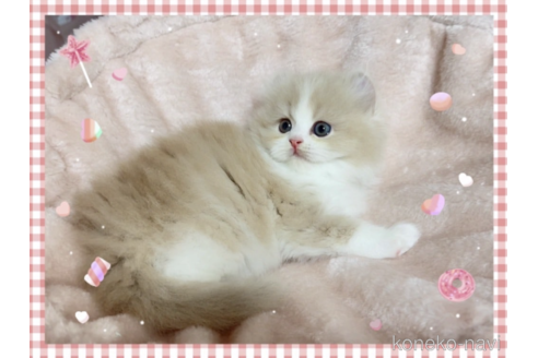 成約済の愛媛県のミヌエット-71142の2枚目